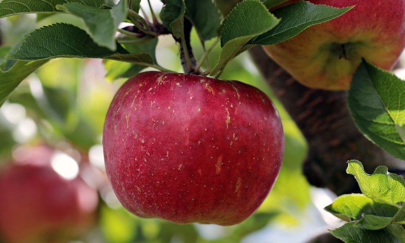Apple Logo